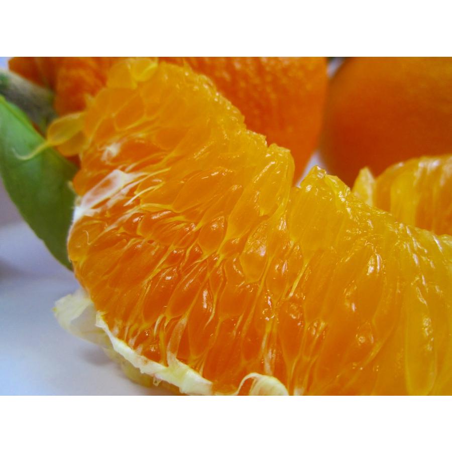 不知火(デコ)　5ｋｇ　送料無料　和歌山県産　３月上旬より順次発送 | 