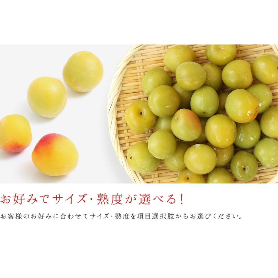 冷凍梅 1kg 選べる熟度とサイズ 2025年度産冷凍南高梅 和歌山県産 冷凍