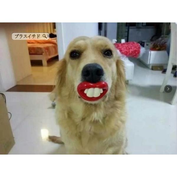 ハロウィン超おすすめ ハロウィン 仮装 コスプレ おしゃぶり 出っ歯 ペット用 ペットグッズ ペットコスプレ ペット仮装 犬パーティーグッズ 1910wshallwzb18 プラスイチド 通販 Yahoo ショッピング