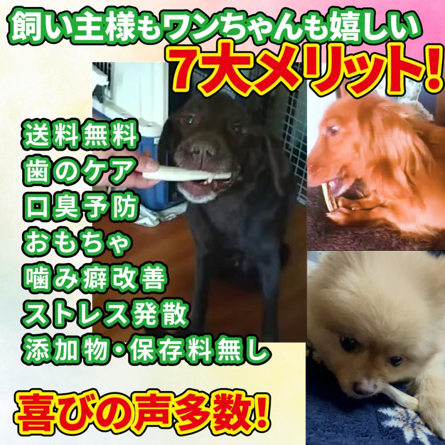 One way 鹿の角 Mサイズ『ガリッとホーンレギュラー（一本物）中型犬用