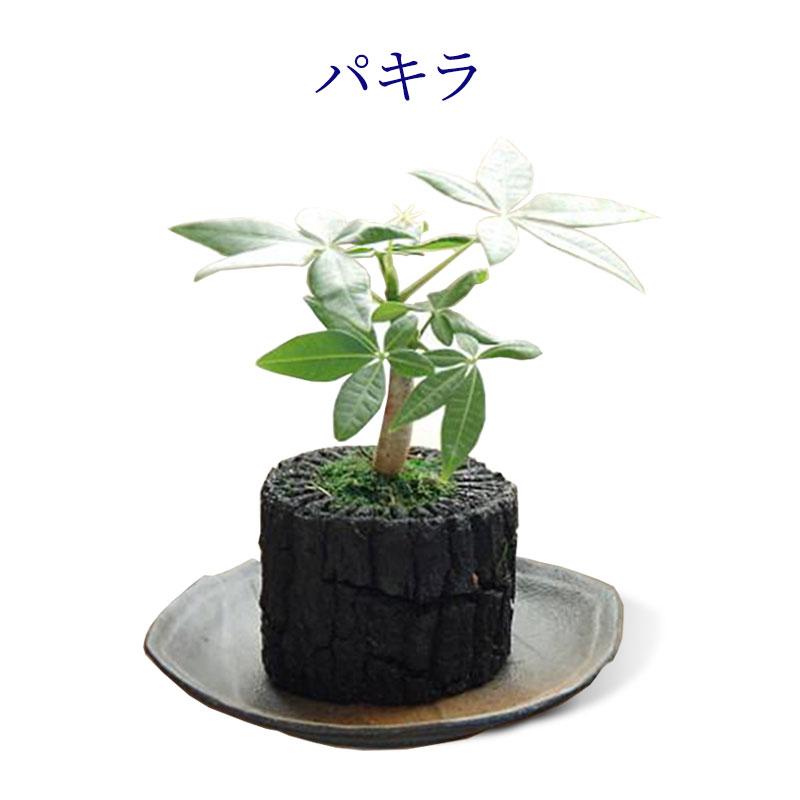 炭花壇 M 観葉植物 選べる2個セット 炭 木炭 浄化 消臭 除湿 調湿 インテリア 運気アップ おしゃれ | 増田屋 | 06
