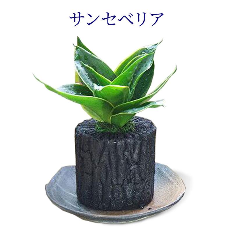 炭花壇 M 観葉植物 選べる2個セット 炭 木炭 浄化 消臭 除湿 調湿 インテリア 運気アップ おしゃれ | 増田屋 | 07