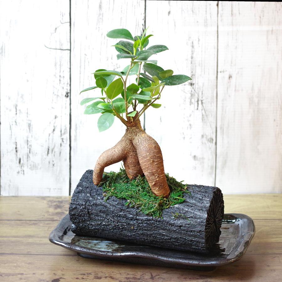増田屋 炭花壇 L ガジュマル 観葉植物 炭 木炭 浄化 消臭 除湿 調湿