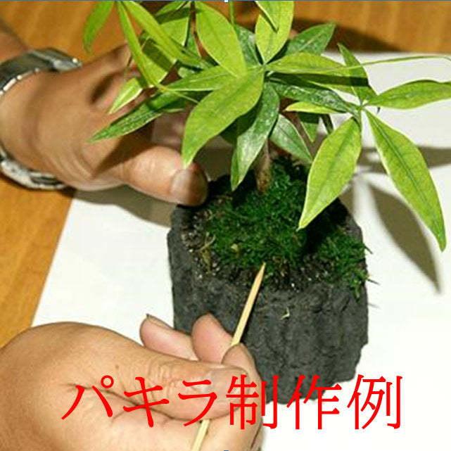 炭花壇制作キット 炭 木炭 浄化 消臭 除湿 調湿 インテリア 運気アップ おしゃれ | 増田屋 | 04