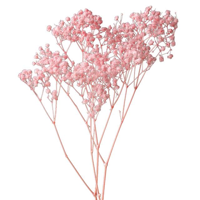 【プリザーブドフラワー　花材　資材】カスミ草・オーバータイム・ピンク・大地農園 | 