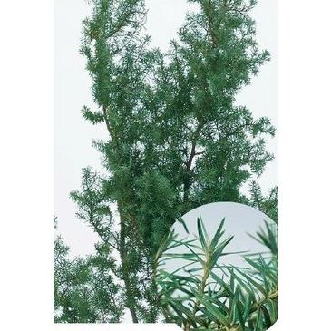 【プリザーブドフラワー　花材　資材】 ヒムロスギ・フレッシュグリーン | 