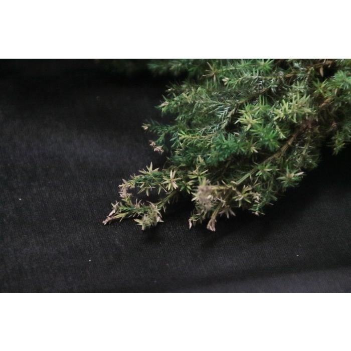 【プリザーブドフラワー　花材　資材】 ヒムロスギ・フレッシュグリーン |  | 01