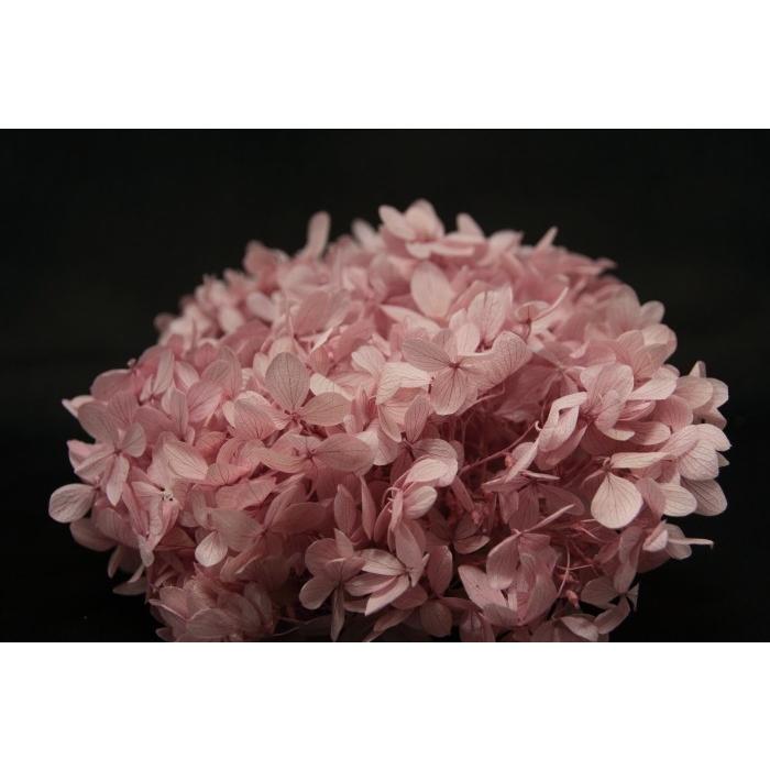 【プリザーブドフラワー　花材　資材】 ピラミッドアジサイ・ヘッド・クラウドピンク（Yahoo!・花材問屋Blossom）