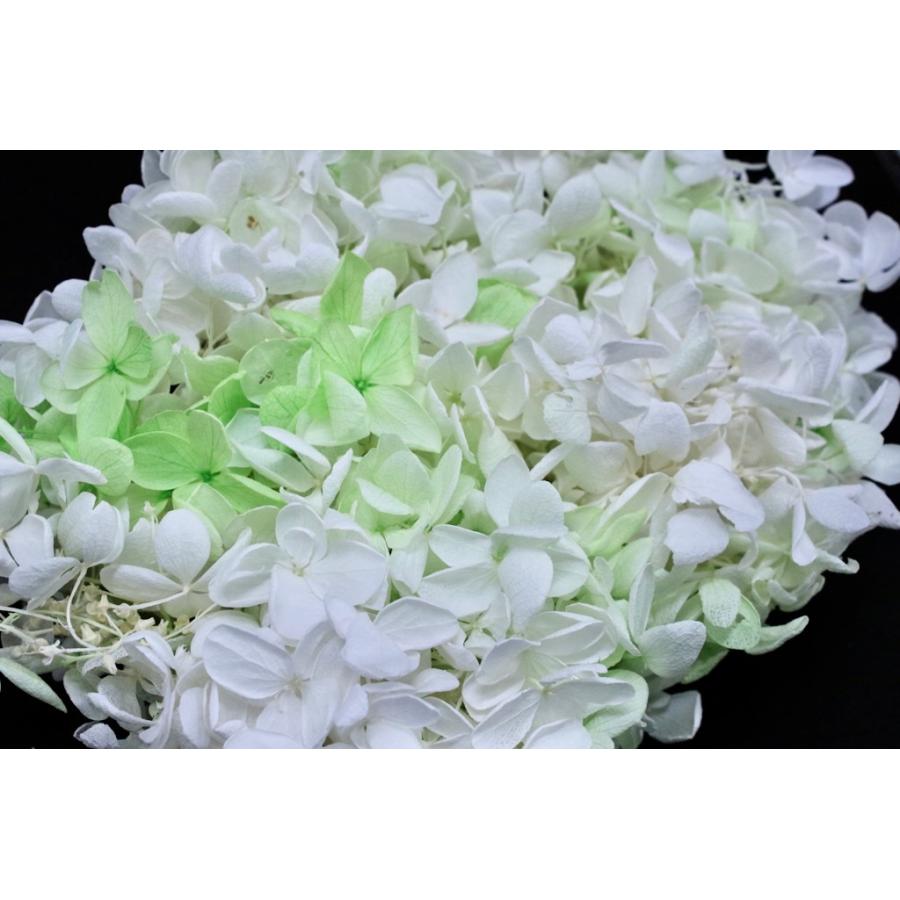 グリーンホワイト ピラミッドアジサイ スフレ 大地農園 701 花材問屋blossom 通販 Yahoo ショッピング