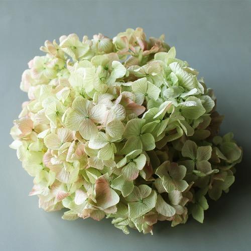 【プリザーブドフラワー　花材　資材】 ゆめアジサイ・ヘッド・ライムロゼ | 