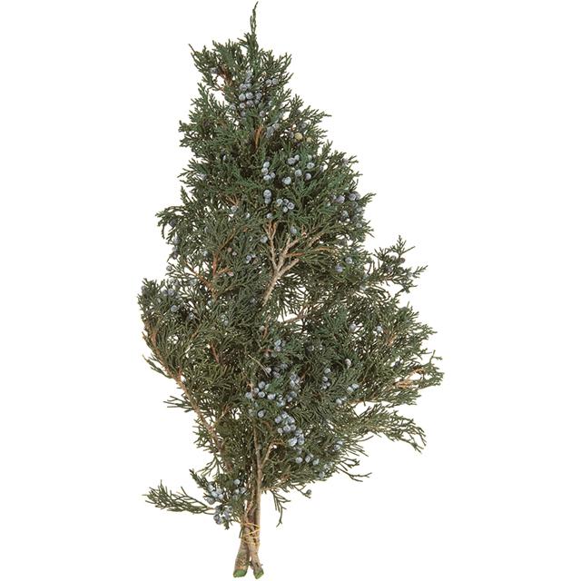 プリザーブドフラワー 花材 資材】 マウンテンジュニパー・グリーン