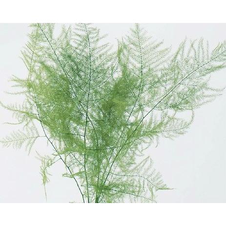 【プリザーブドフラワー　花材　資材】 アスパラ・ショート　グリーン・大地農園 | 