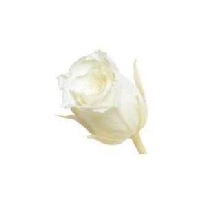 花材問屋Blossomピュアホワイト・ビビアン・大地農園（24輪入り）