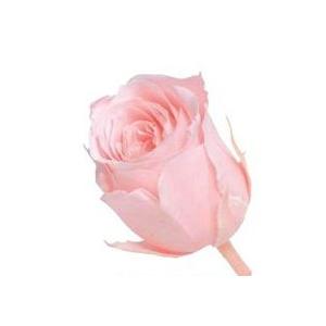 【プリザーブドフラワー　花材　資材】 ブライダルピンク・ビビアン・大地農園（24輪入り） | 