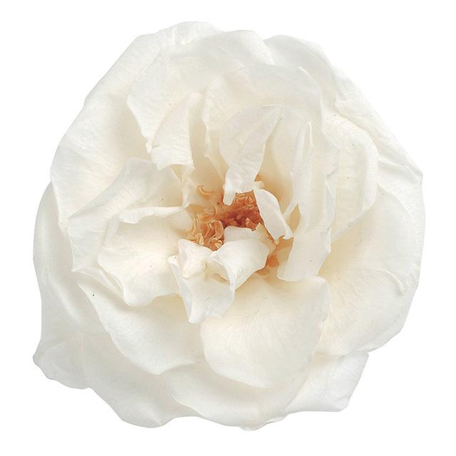 【プリザーブドフラワー　花材　資材】 ピュアホワイト・フレンチマリアンヌ（12輪入り） | 