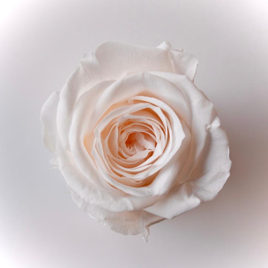 【プリザーブドフラワー　花材　資材】 ローズ・サラ・ホワイトシャンパン（9輪入り） | 