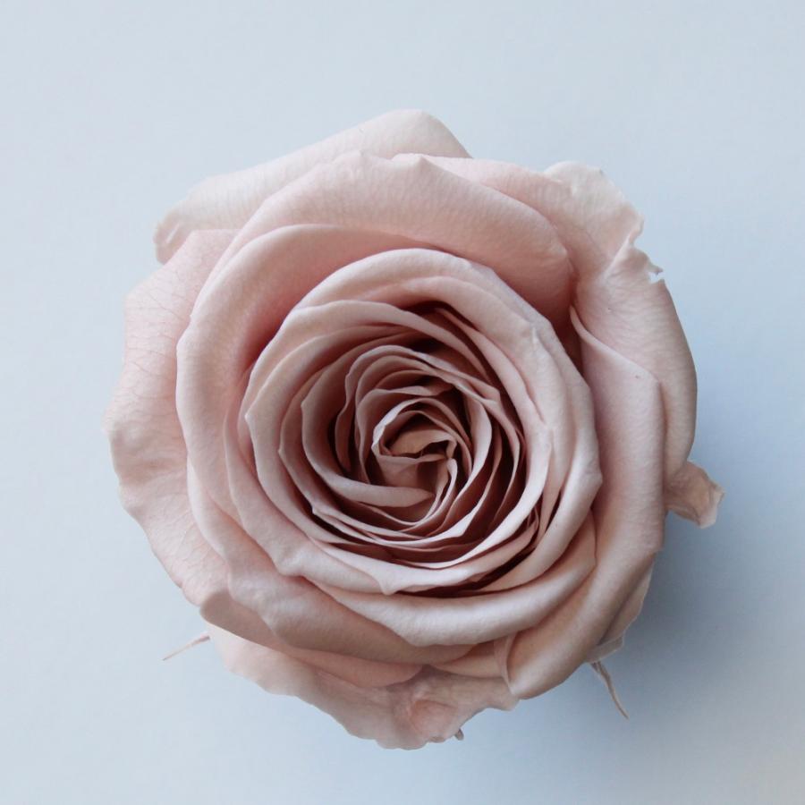 【プリザーブドフラワー　花材　資材】 ローズ・サラ・シャンパンピンク（9輪入り） | 