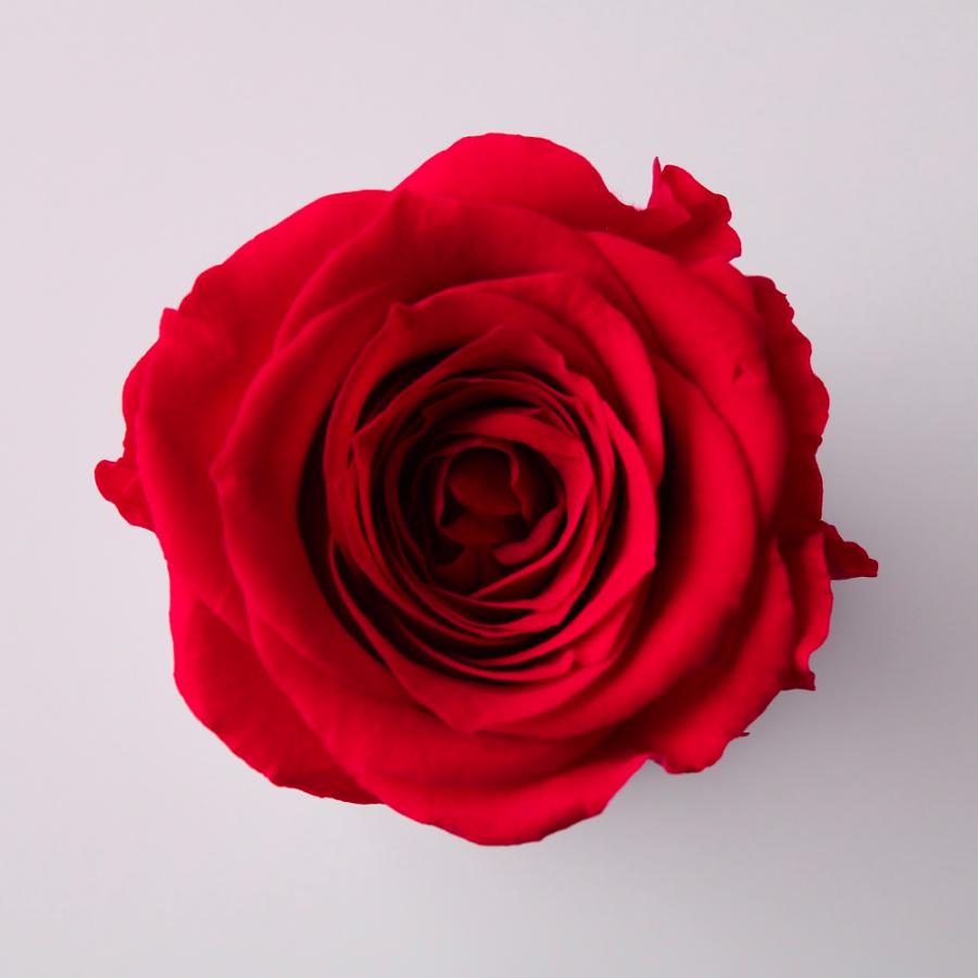 【プリザーブドフラワー　花材　資材】 ローズ・サラ・クイーンレッド（9輪入り） | 