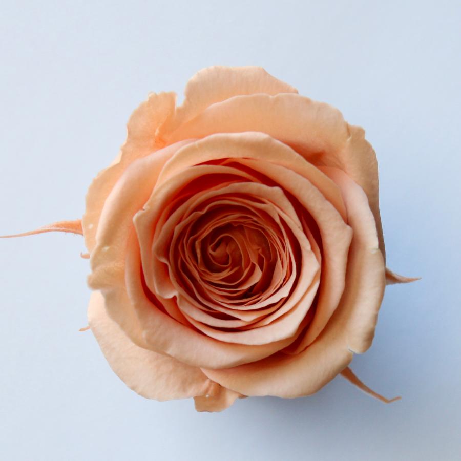 【プリザーブドフラワー　花材　資材】 ローズ・サラ・タルトオレンジ（9輪入り） | 