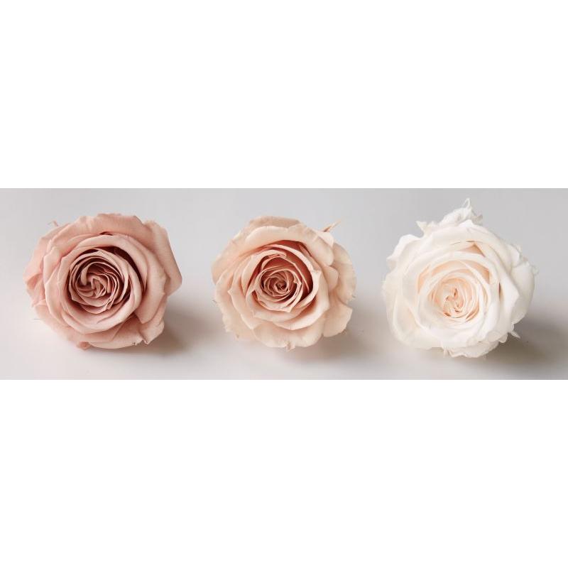 【プリザーブドフラワー　花材　資材】 ローズ・サラ・カラーアソート・ニュアンスミックス（9輪入り） | 