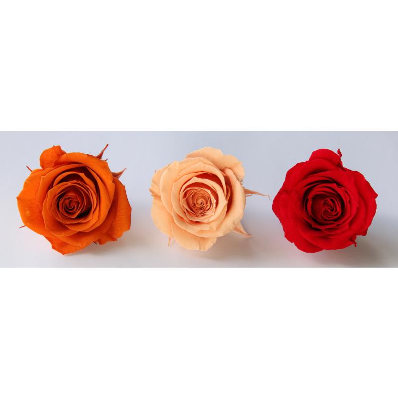 【プリザーブドフラワー　花材　資材】 ローズ・サラ・カラーアソート・オータムミックス（9輪入り） | 