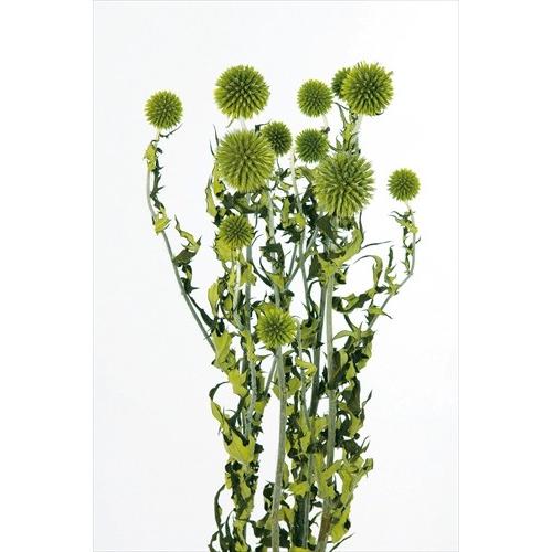 ルリ玉アザミ グリーン プリザーブド大地農園 700 花材問屋blossom 通販 Yahoo ショッピング