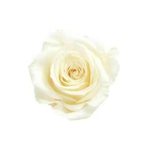 【プリザーブドフラワー　花材　資材】 ピュアホワイト・ローズ・いずみ・大地農園（９輪入） | 