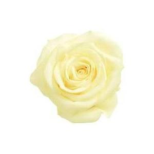 【プリザーブドフラワー　花材　資材】 アンティックホワイト・ローズ・いずみ・大地農園（９輪入） | 