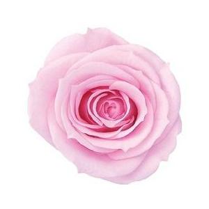 【プリザーブドフラワー　花材　資材】 シャーベットピンク・ローズ・いずみ・大地農園（９輪入） | 