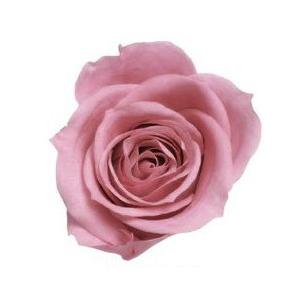 【プリザーブドフラワー　花材　資材】 クリスタルピンク・ローズ・いずみ・大地農園（９輪入） | 