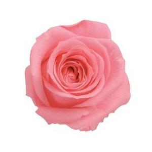 【プリザーブドフラワー　花材　資材】 キャンディーピンク・ローズ・いずみ・大地農園（９輪入） | 
