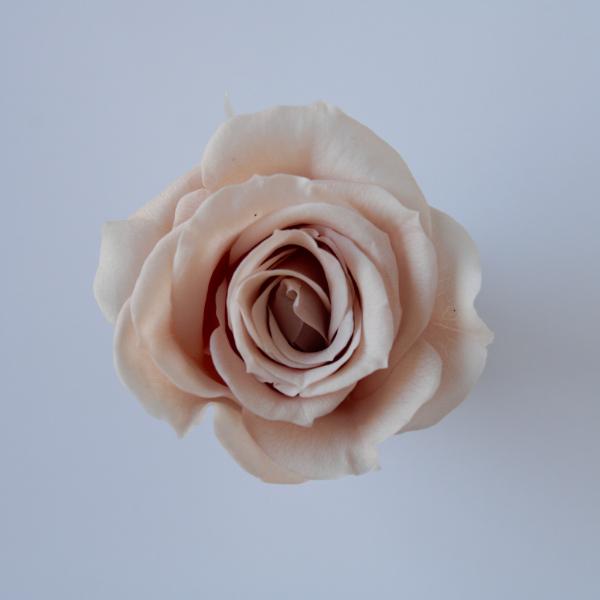 【プリザーブドフラワー　花材　資材】 ローズ・いずみ・シャンパンピンク・大地農園（９輪入） | 