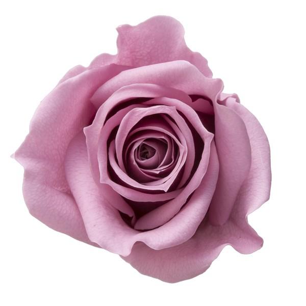 【プリザーブドフラワー　花材　資材】 ラシットピンク・ローズ・いずみ・大地農園（９輪入） | 