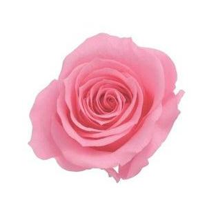 【プリザーブドフラワー　花材　資材】 プリンセスピンク・ローズ・いずみ・大地農園（９輪入） | 