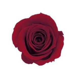 【プリザーブドフラワー　花材　資材】 クイーンレッド・ローズ・いずみ・大地農園（９輪入） | 