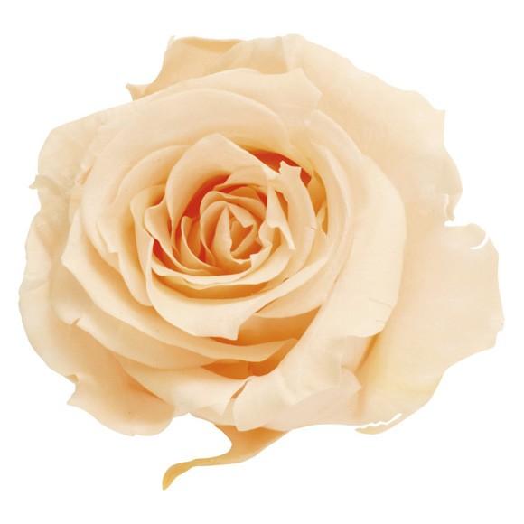 【プリザーブドフラワー　花材　資材】 クリーミーピーチ・ローズ・いずみ・大地農園（９輪入） | 