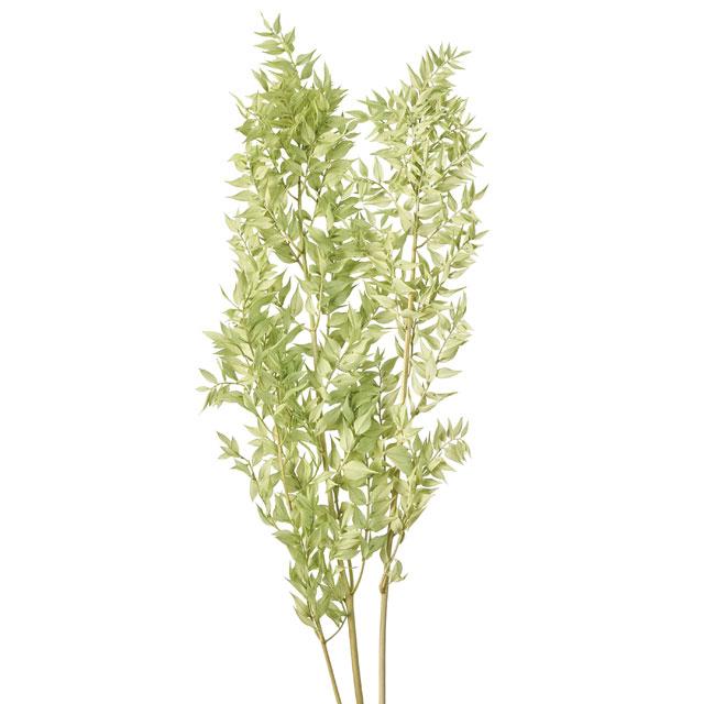 【プリザーブドフラワー　花材　資材】ラスカス・プリザーブド・アイスグリーン・大地農園 | 