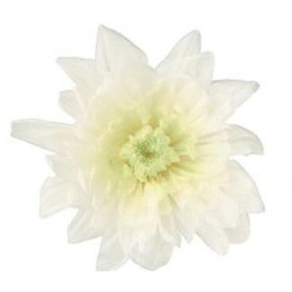 プリザーブドフラワー　花材　大地農園　ことね菊　4箱　まとめ売り　未開封品 ポイント5倍中 7（日）まで>【プリザーブドフラワー 花材 資材】ことね