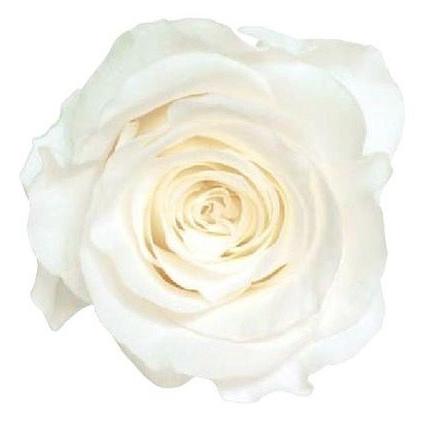 プリザーブドフラワー 花材 資材】 ピュアホワイト・ローズ・かのん・M