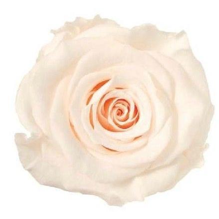 【プリザーブドフラワー　花材　資材】 ホワイトシャンパン・ローズ・かのん・M・大地農園（9輪入） | 