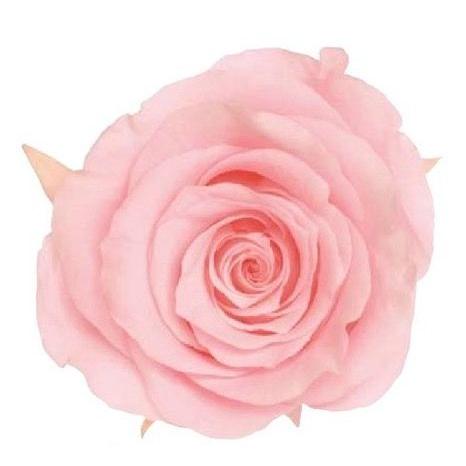 【プリザーブドフラワー　花材　資材】 ブライダルピンク・ローズ・かのん・M・大地農園（9輪入） | 