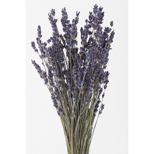 【ドライフラワー　花材　資材】 ラベンダー・イタリー（Yahoo!・花材問屋Blossom）