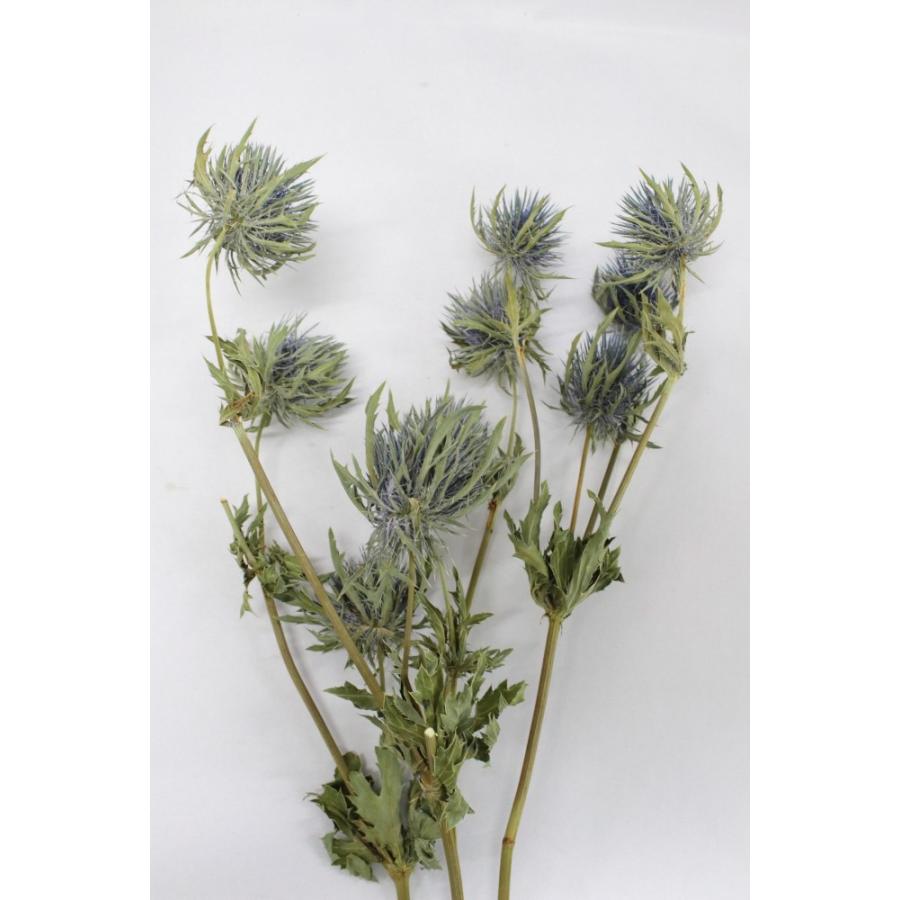 エリンジューム N 大地農園 000 花材問屋blossom 通販 Yahoo ショッピング