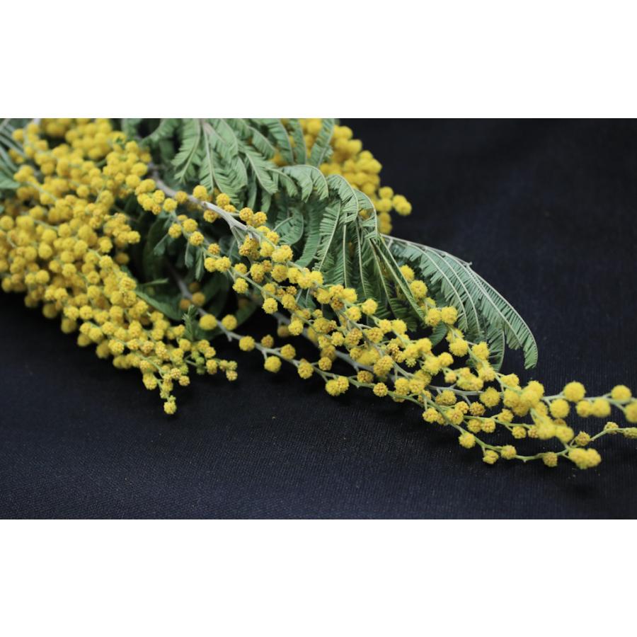 ミモザ N 000 花材問屋blossom 通販 Yahoo ショッピング