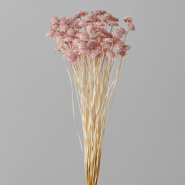 【ドライフラワー　花材　資材】 シルキーピンク・マルガリータ・大地農園（Yahoo!・花材問屋Blossom）