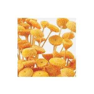 【ドライフラワー　花材　資材】 ゴールデンイエロー・ボタンフラワー・大地農園（Yahoo!・花材問屋Blossom）