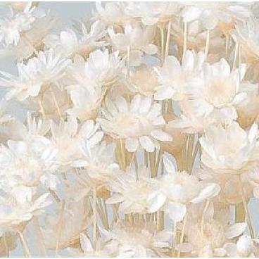 プリザーブドフラワー ドライフラワー 花材 資材】 白・スター プリザーブドフラワー ドライフラワー 花材 資材】 白・スター