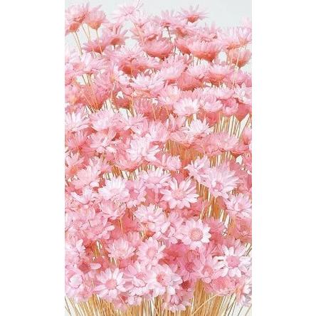 ブライダルピンク スターフラワー ブロッサム 大地農園 101 花材問屋blossom 通販 Yahoo ショッピング