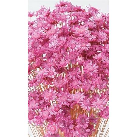 【ドライフラワー　花材　資材】 ストロベリー・スターフラワー・ブロッサム・大地農園（Yahoo!・花材問屋Blossom）