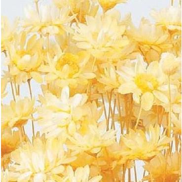 ドライフラワー 花材 資材】 モーニングイエロー・スターフラワー 